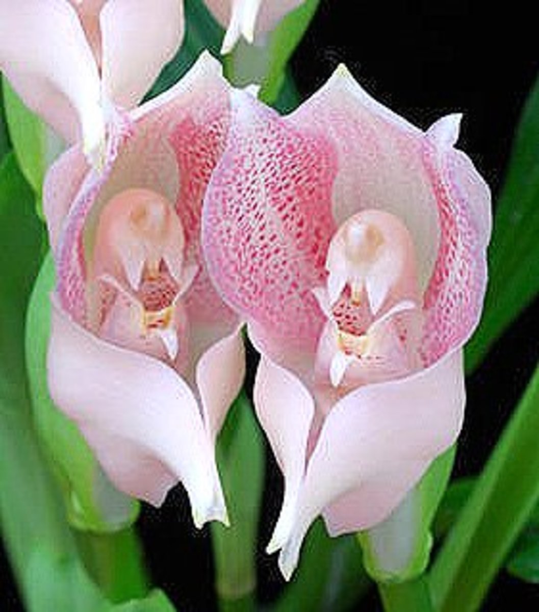 Tulip orchids look like they are cradling babies.
