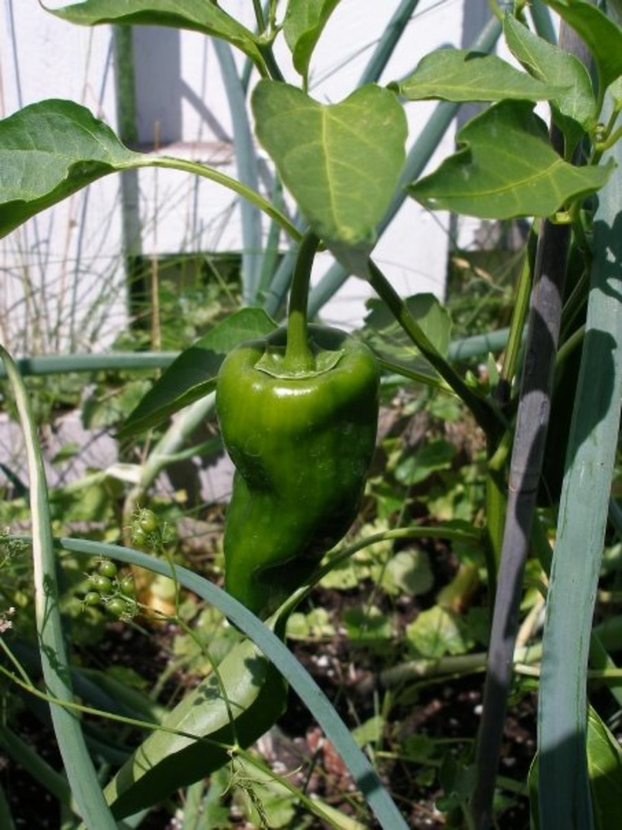 Ancho Pepper Plant