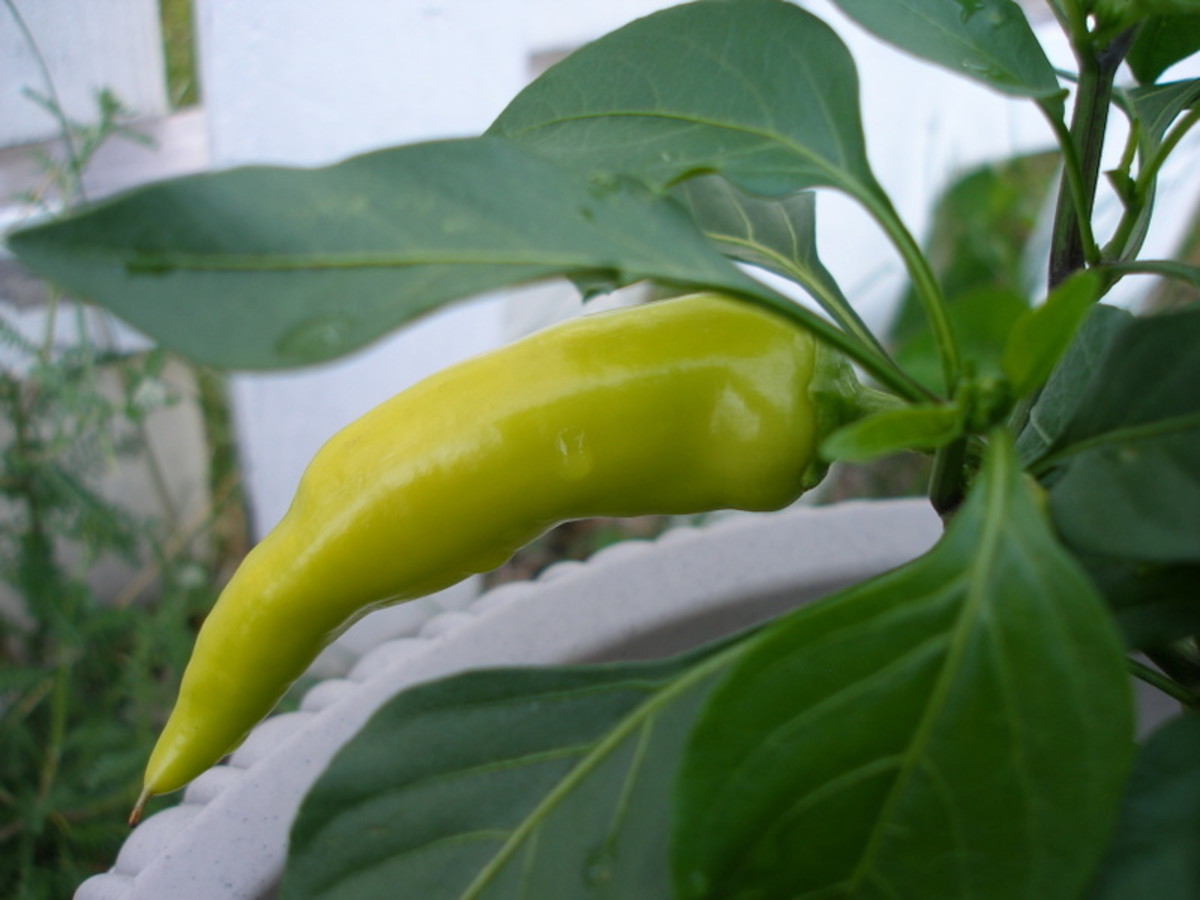 Hungarian Hot Wax Pepper