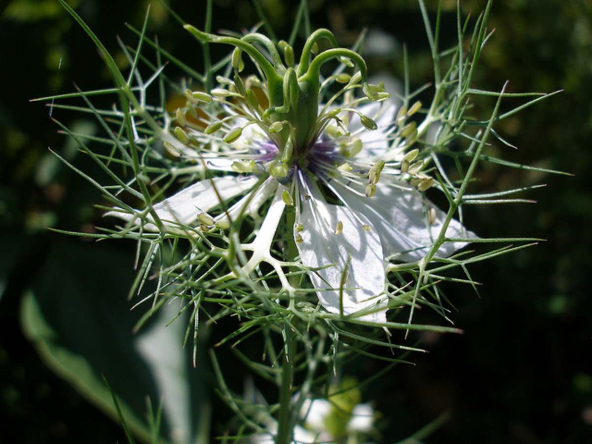 Plant Spotlight: Love-in-a-Mist (Nigella Damascena)