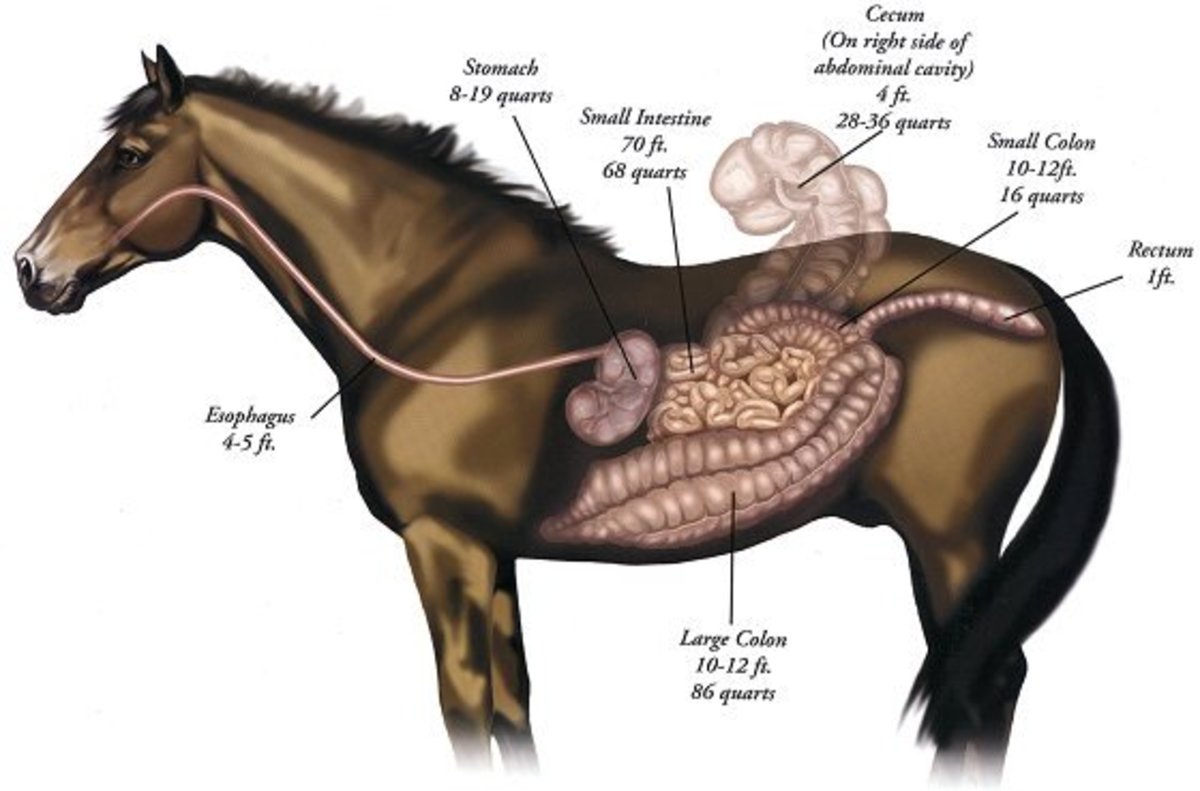 Horses digestive tract and stomach