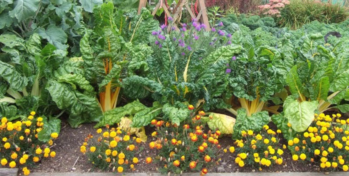 companion-planting-in-the-garden-good-and-bad-neighbours