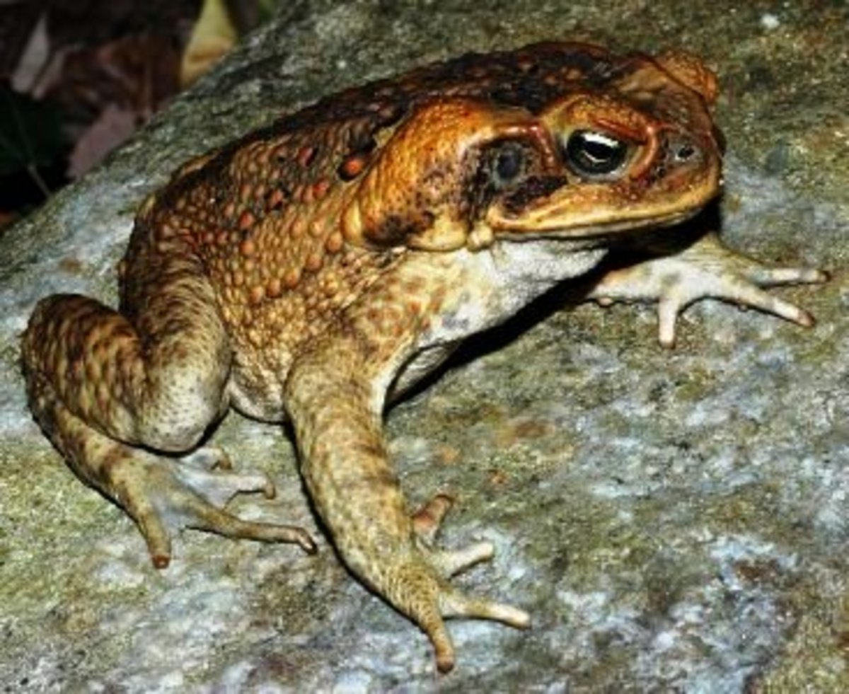 Cane toads are a pest even though they eat huge quantities of insects. 