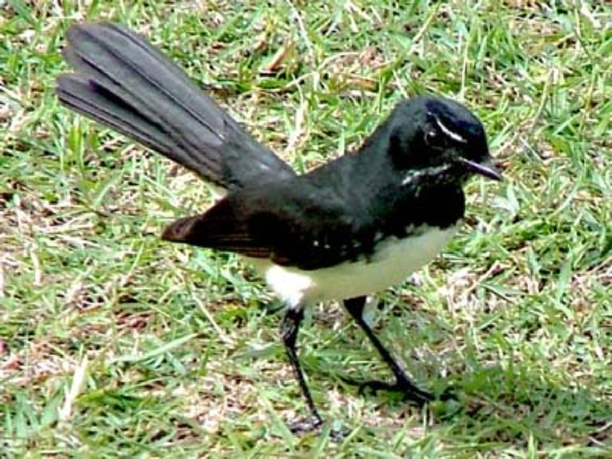 Some birds, like this Willy Wagtail, help control insect populations. 