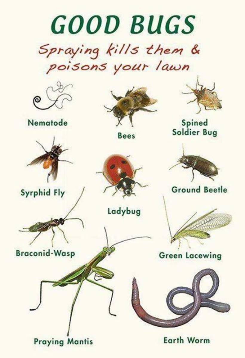 Good bugs for your garden.