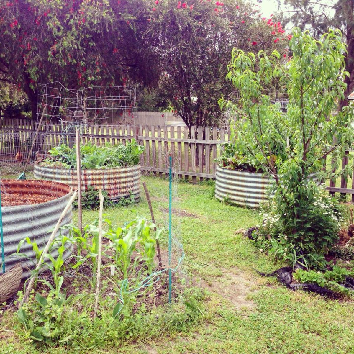 Backyard vegetable garden.