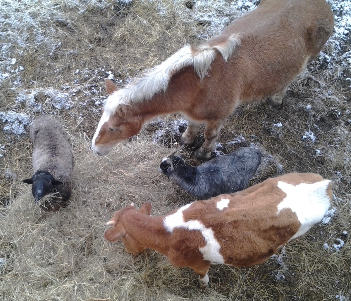 A sheep, a draft horse, a goat, and a steer calf share some hay. 