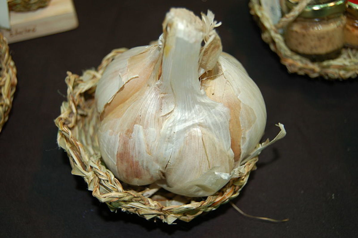 Elephant garlic is a type of leek.  It only half a dozen cloves or less.