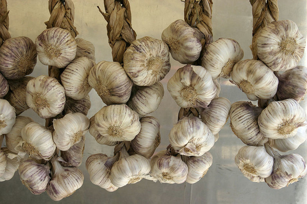 Soft neck garlic foliage is often braided so that the bulbs can be hung in storage which saves space.