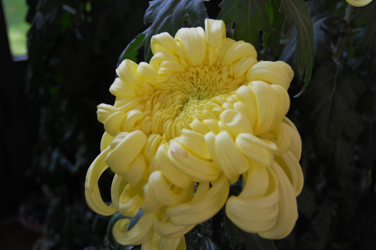 How to Grow Chrysanthemums for Fall Color Dengarden