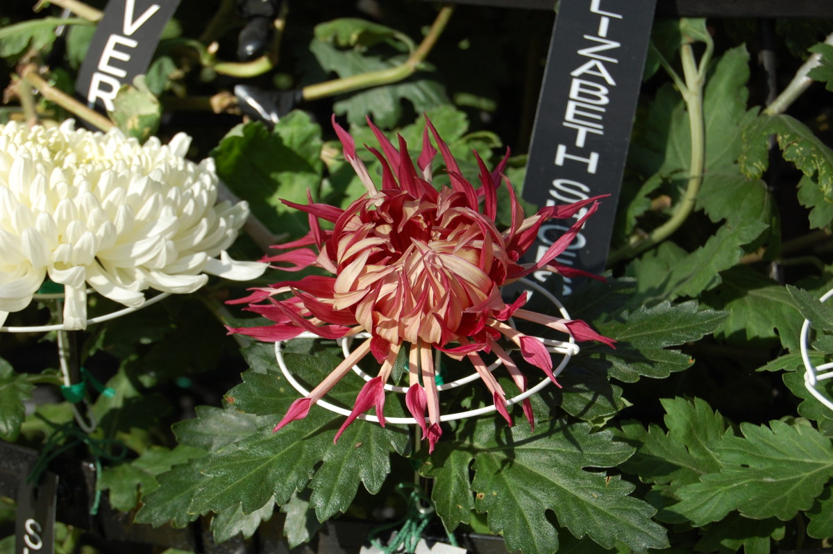 Spikey flower form with spoon petals