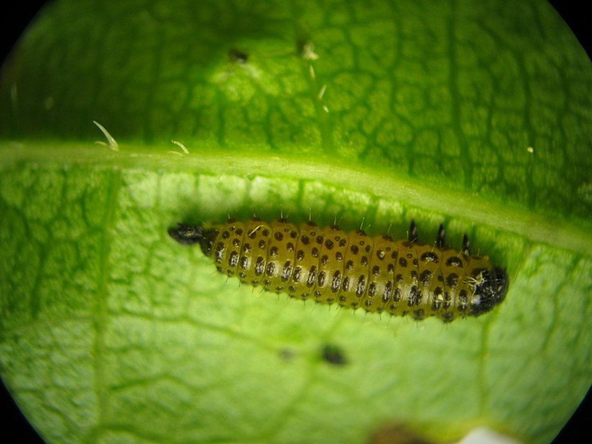 Flea beetle larva feed on plant roots
