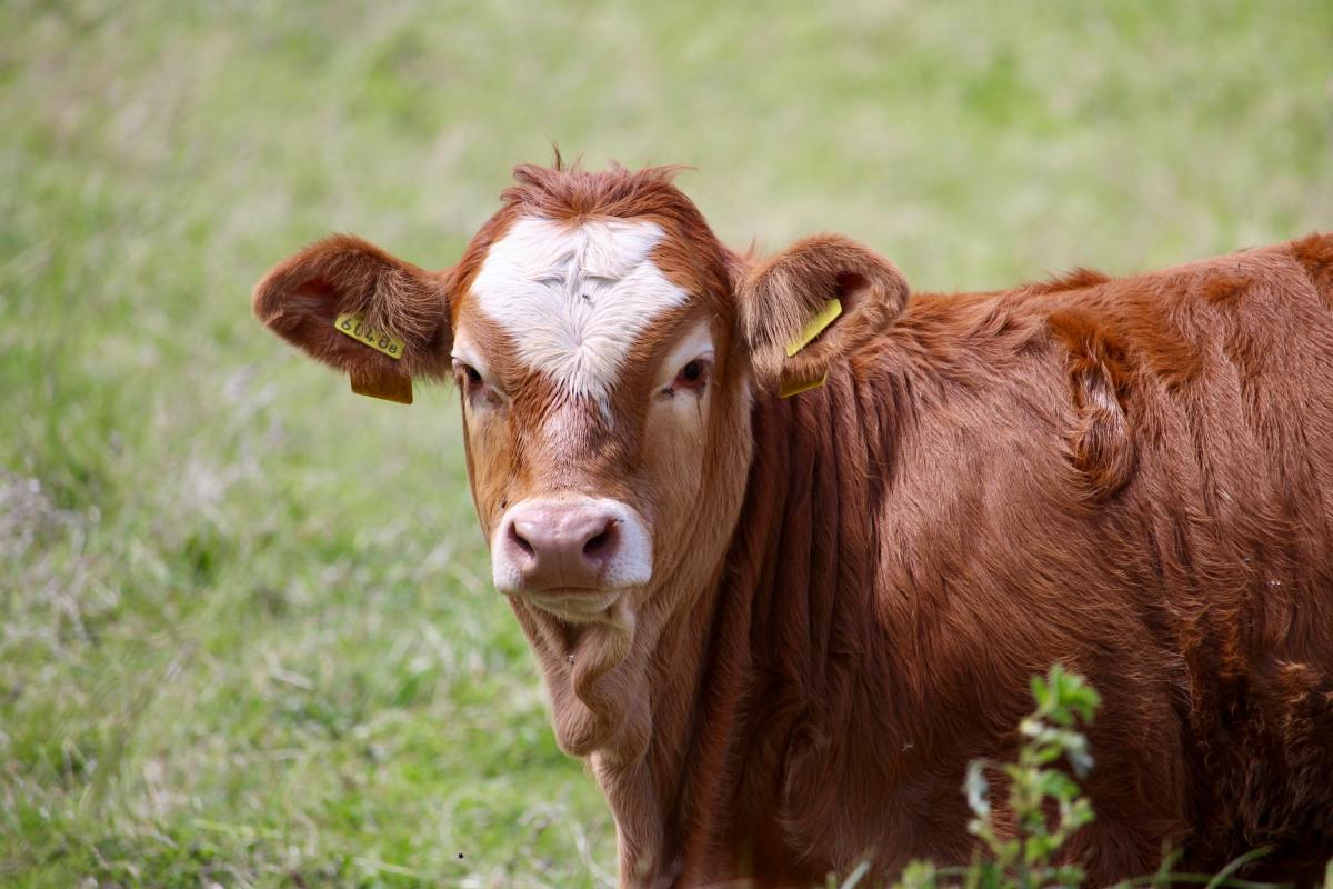 An alpine cow in Switzerland