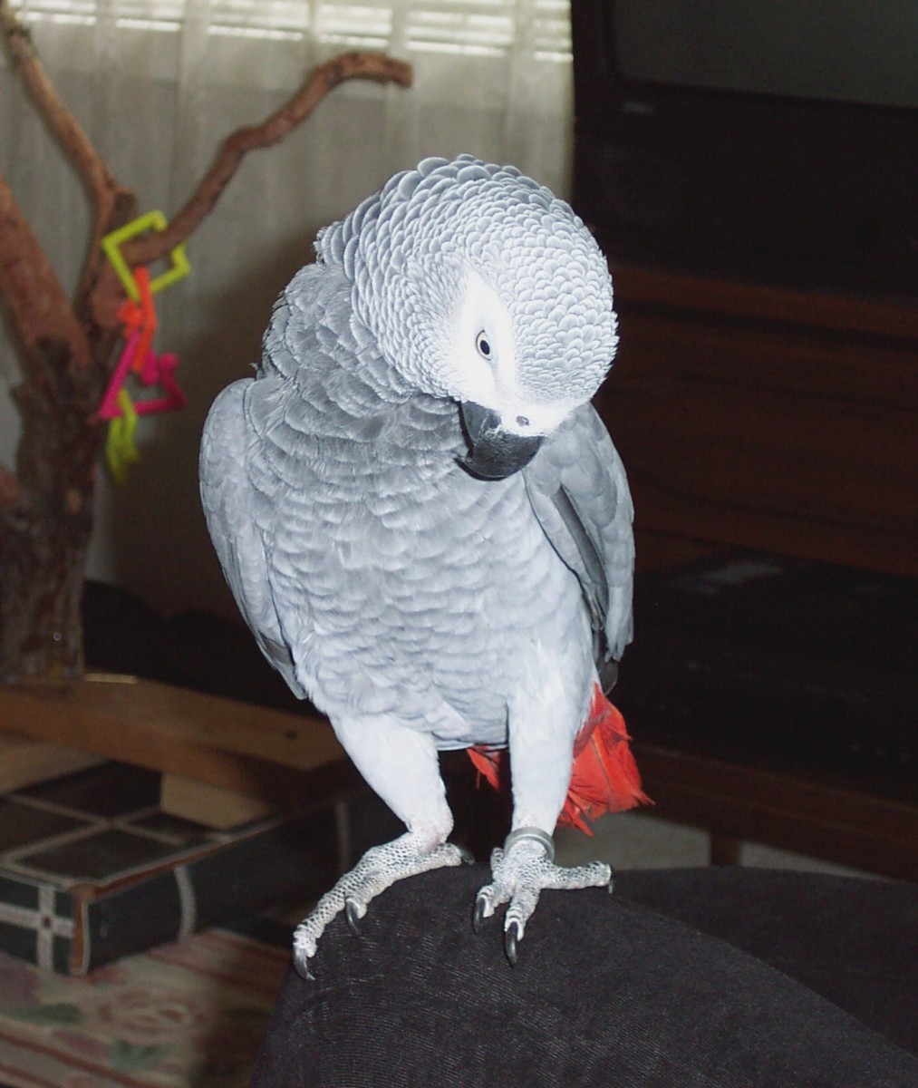 This is our boisterous parrot, Bailey, sitting on my knee.