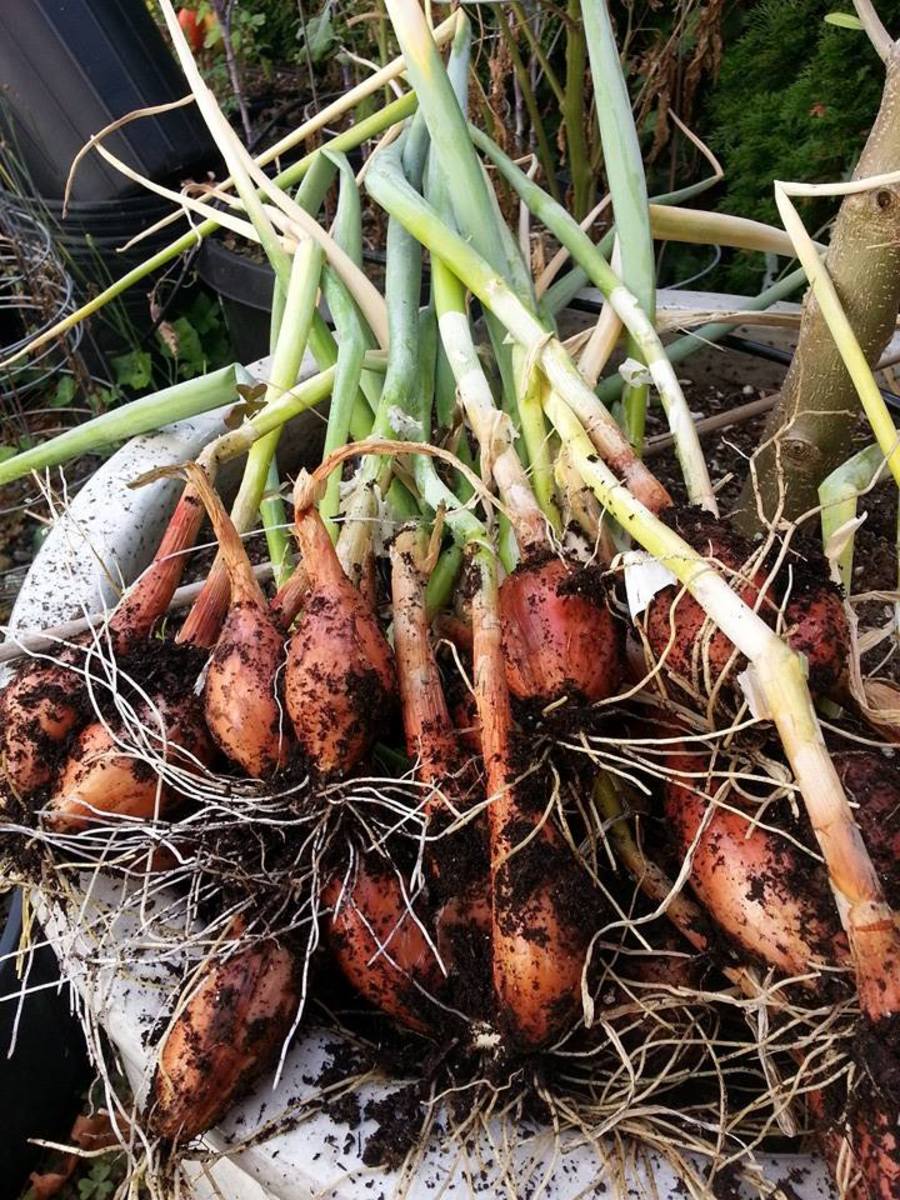 Harvested Shallots