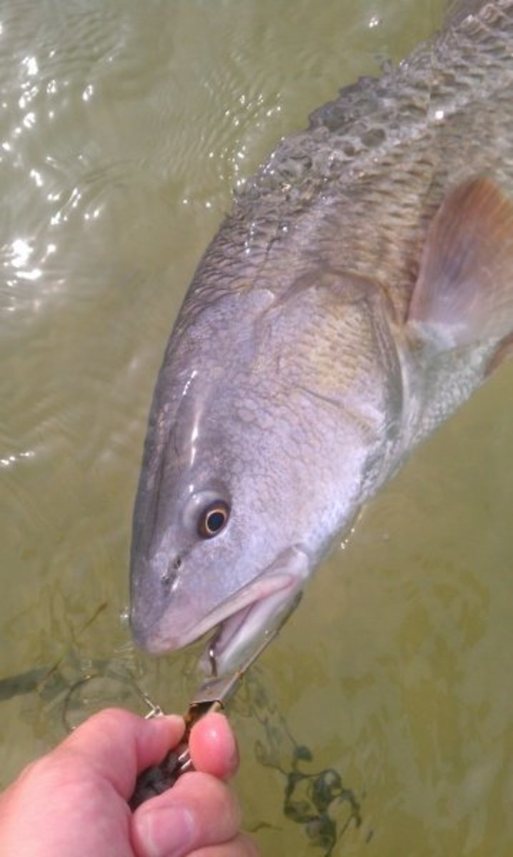 Redfish caught on a circle hook and shrimp