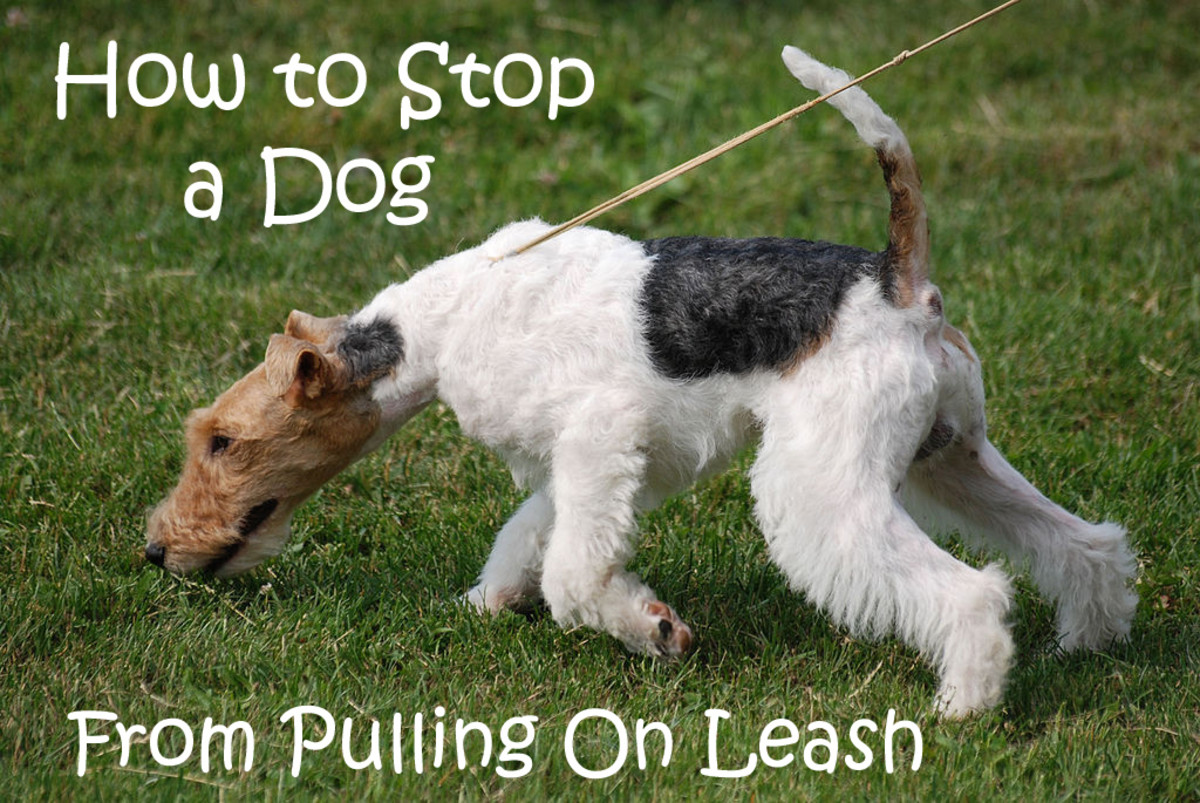 train dog to stop pulling on leash