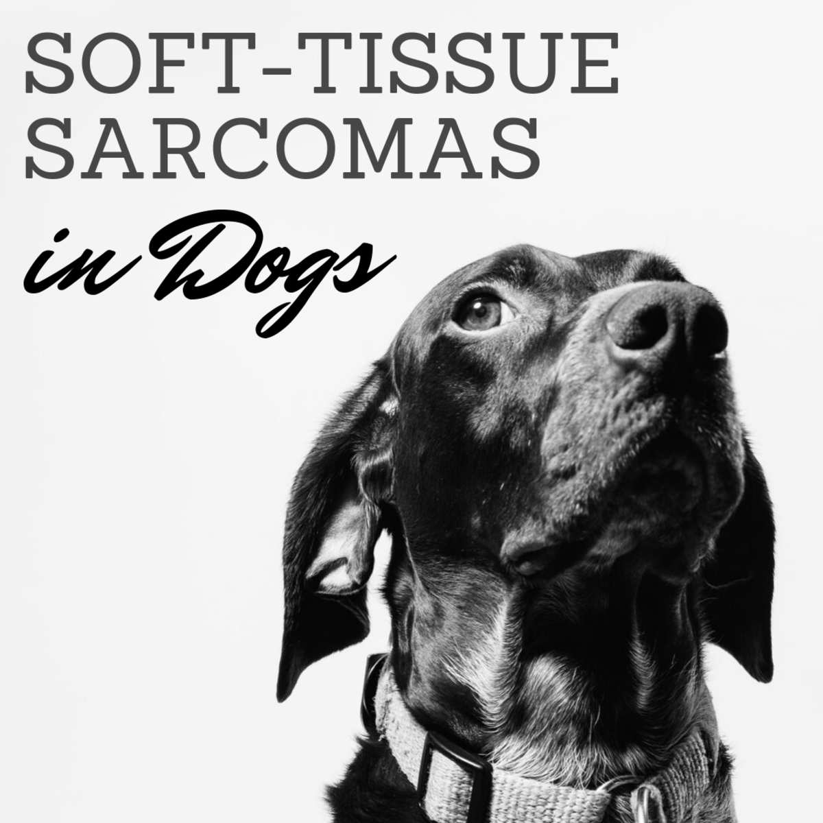 Soft-Tissue Sarcomas in Dogs
