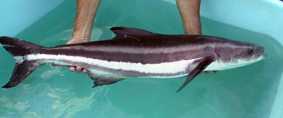 Cobia are often mistaken for sharks when seen from above because of the dark coloring and shape of their heads.