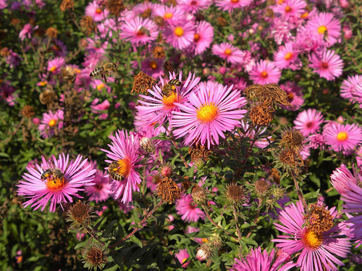 How to Grow Asters for Fall Color Dengarden Home and