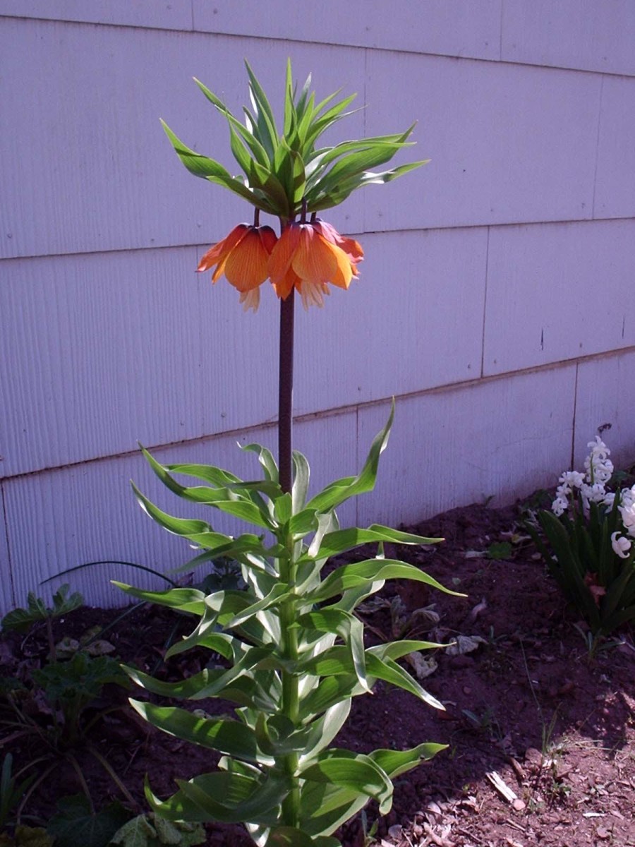 Crown Imperial growing in the shade cast by my shed.  