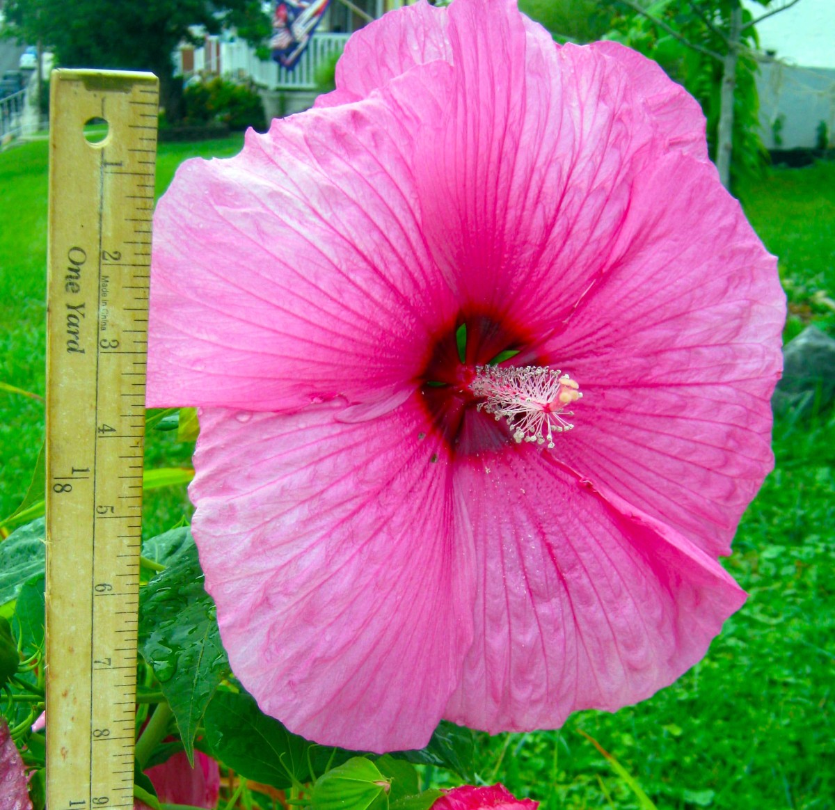 Hardy Hibiscus—woo woo, that's one big flower!
