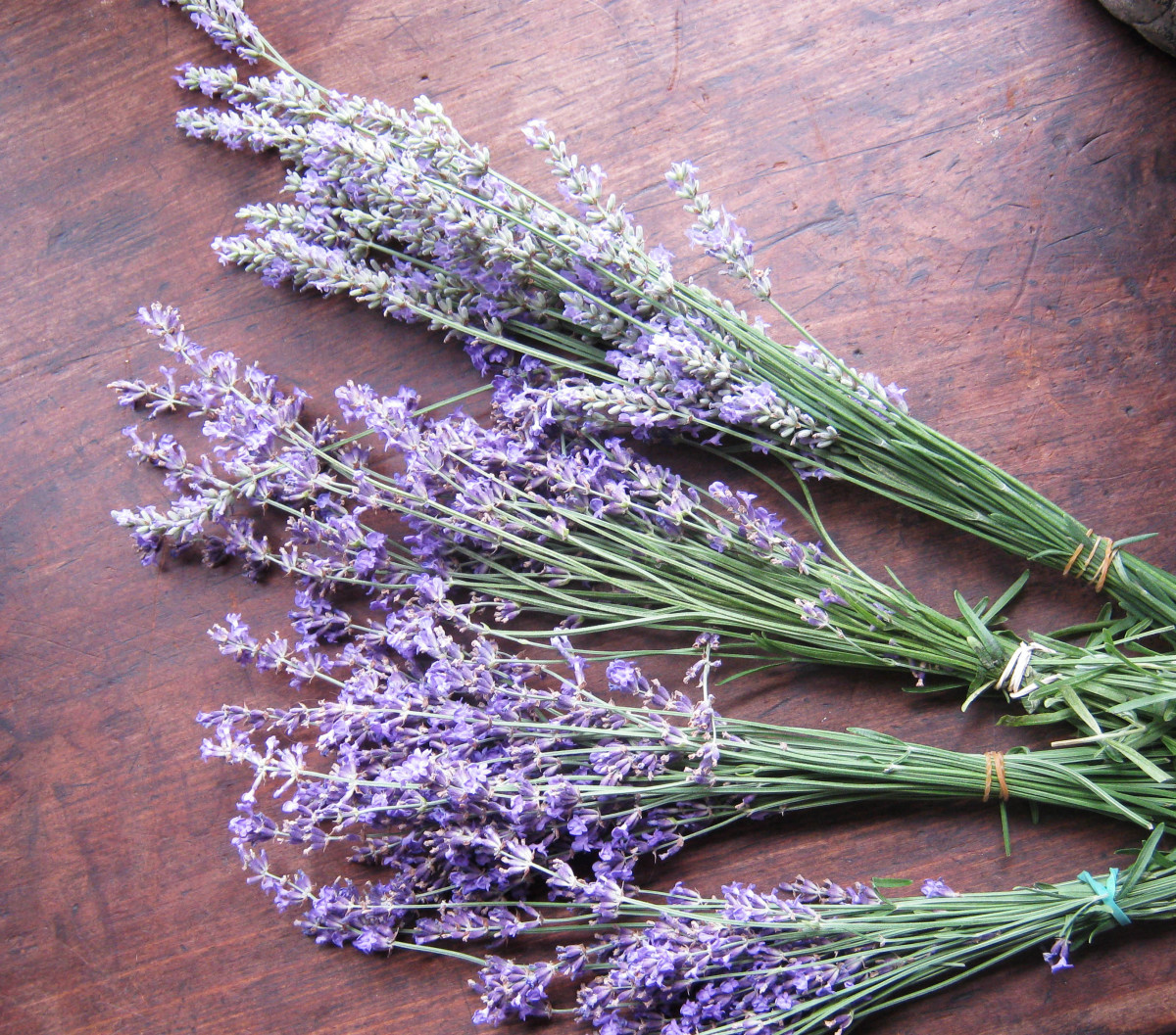 Dried Lavender Bunch - Grosso (French) - Long Stem Single Bunch by Dried Decor