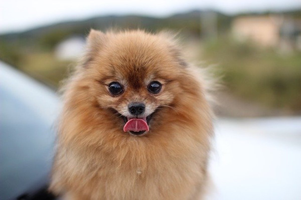 12 pros and cons of owning a Pomeranian.