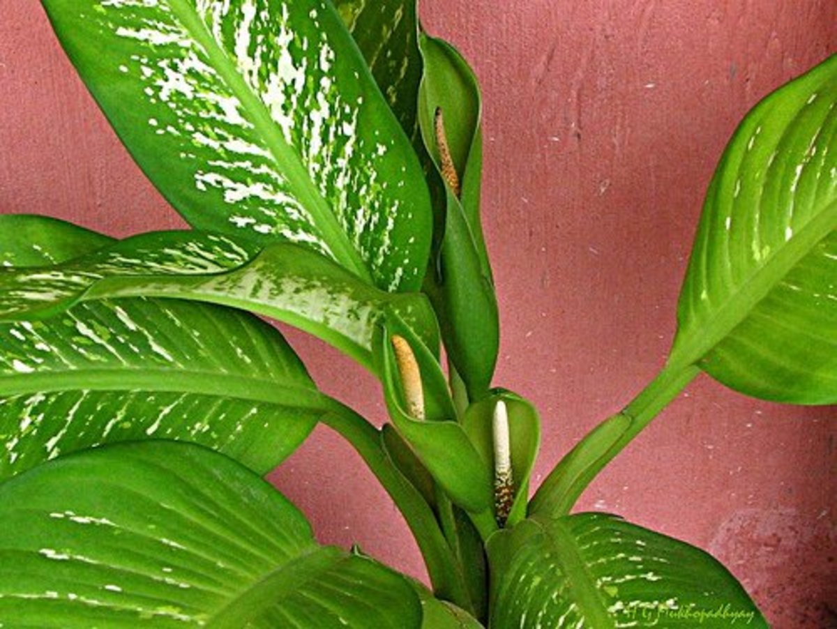 This flowering dieffenbachia adds a hint of the tropics to your home and it is very easy to grow with the right conditions, which include medium light and medium temperatures.