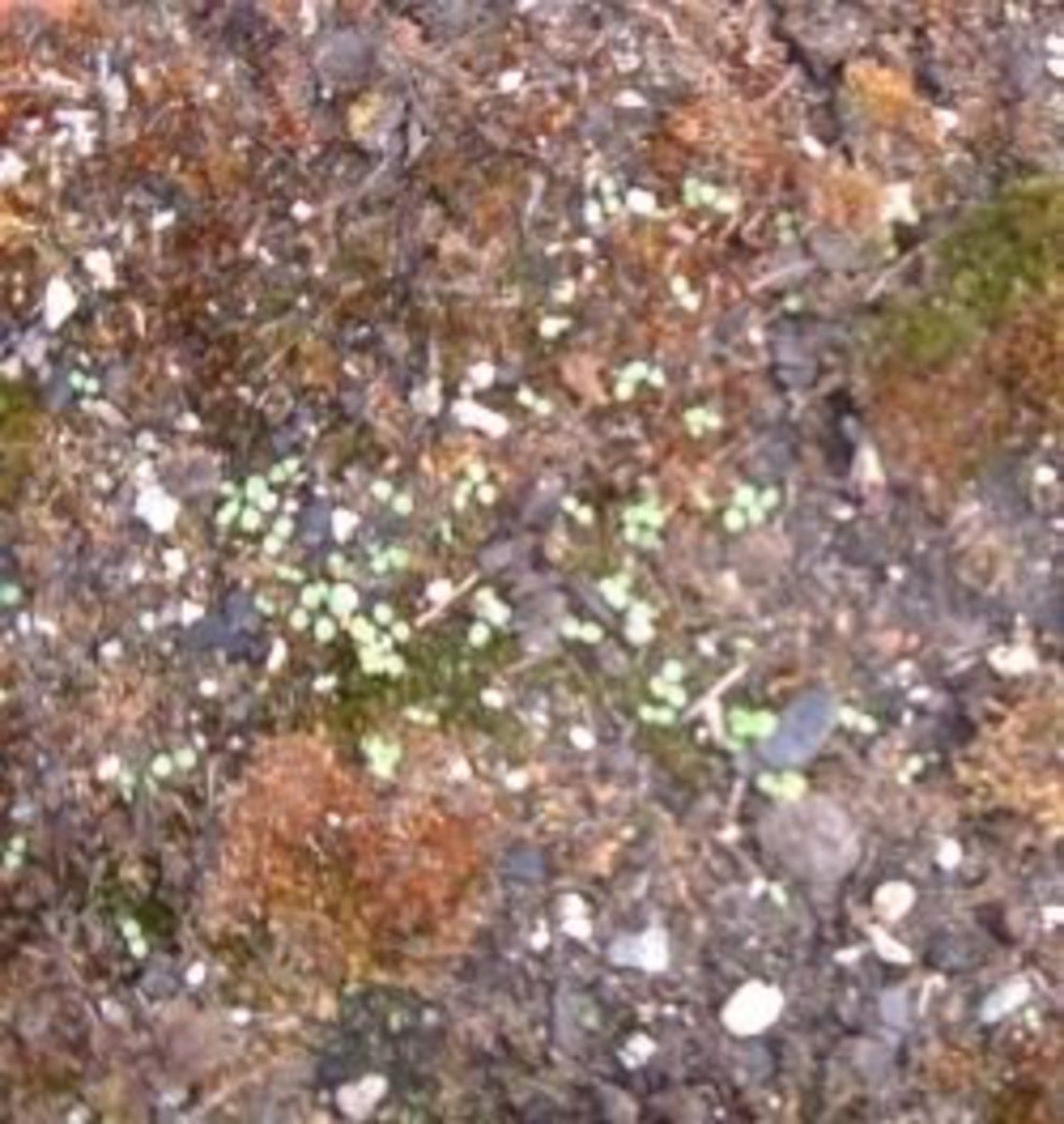 How to Grow Moss Dengarden