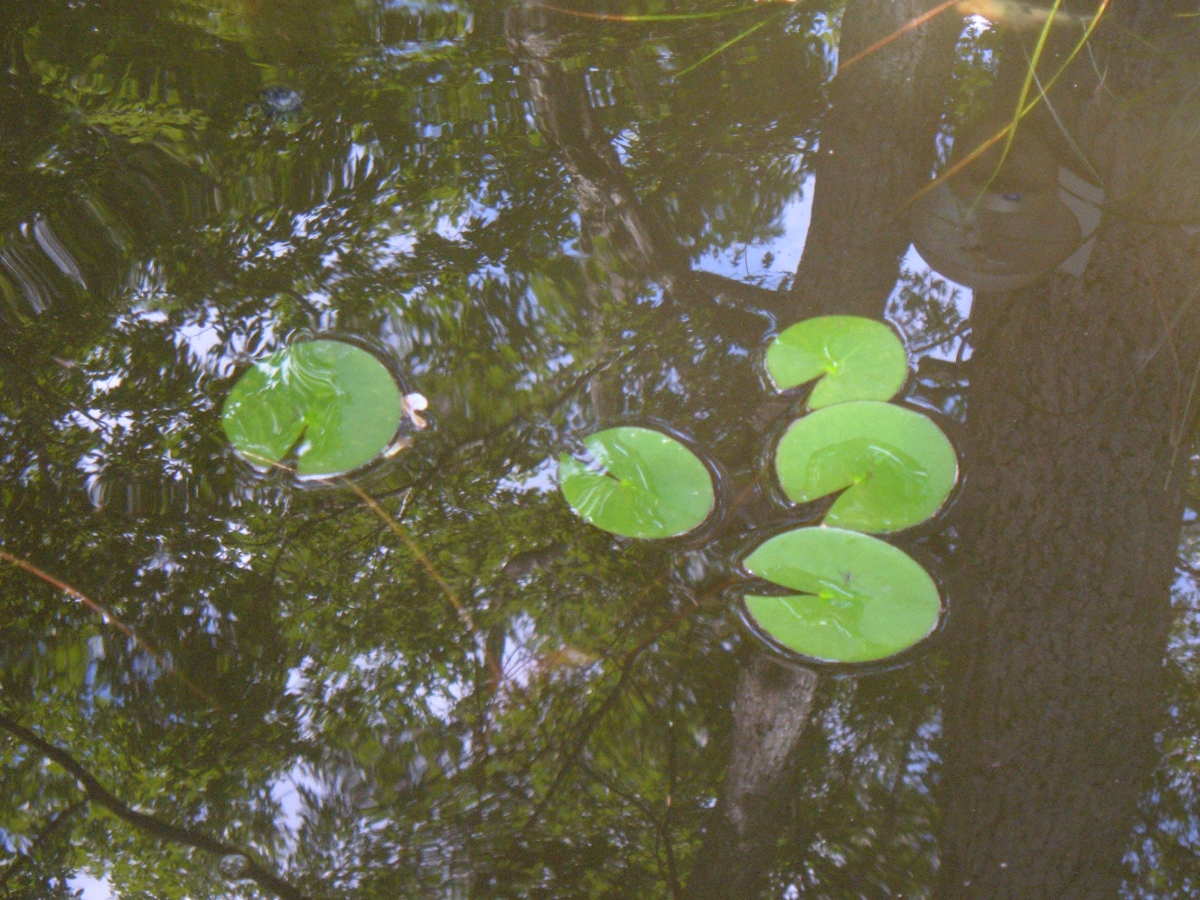 How To Pot Plant Divide And Grow Water Lilies Dengarden 1637