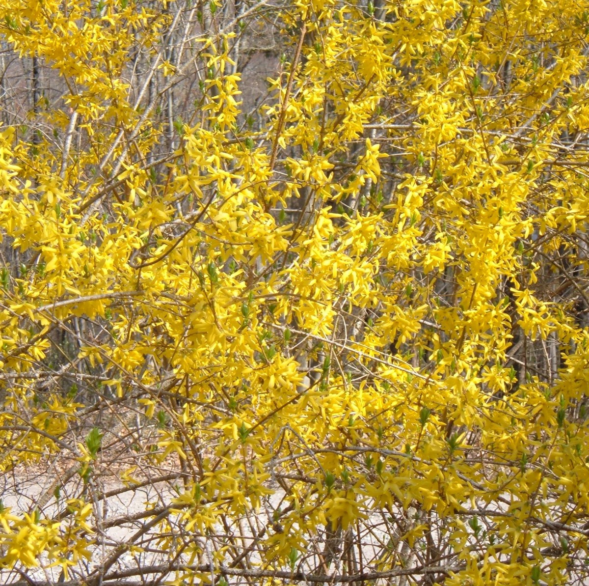 Forsythia's tiny flowers create a brilliant splash of yellow.