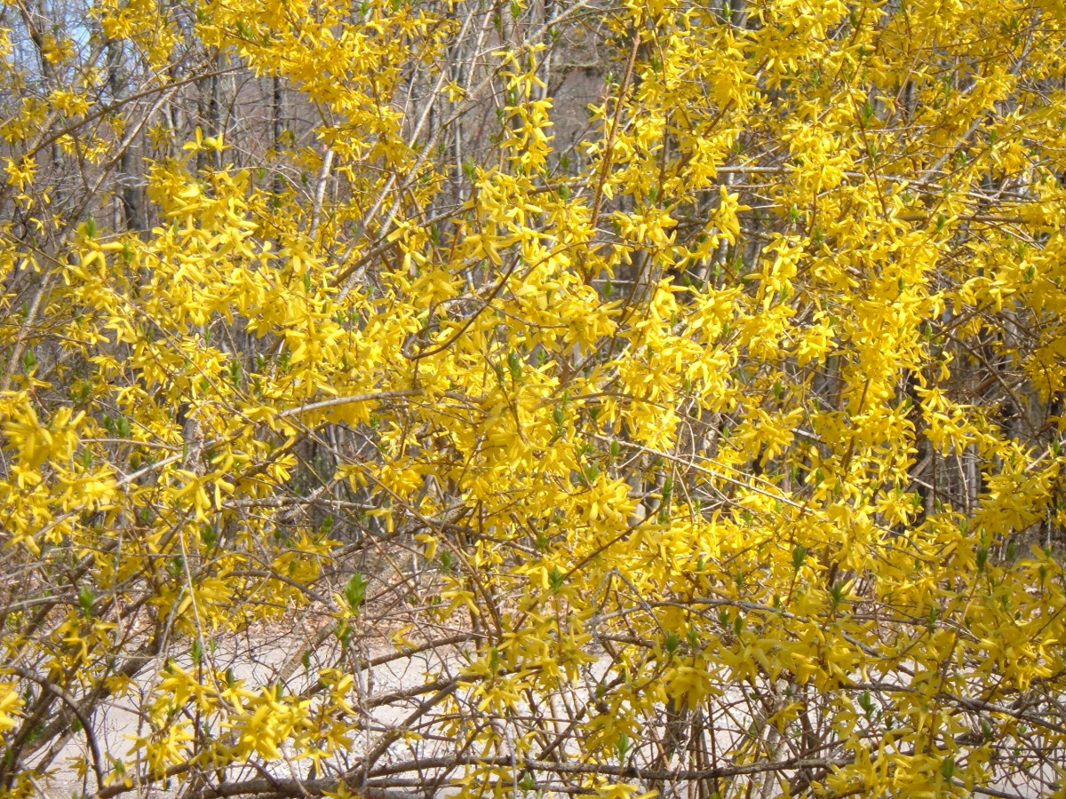 The First Blooms of Spring How and When to Prune Forsythia Bushes