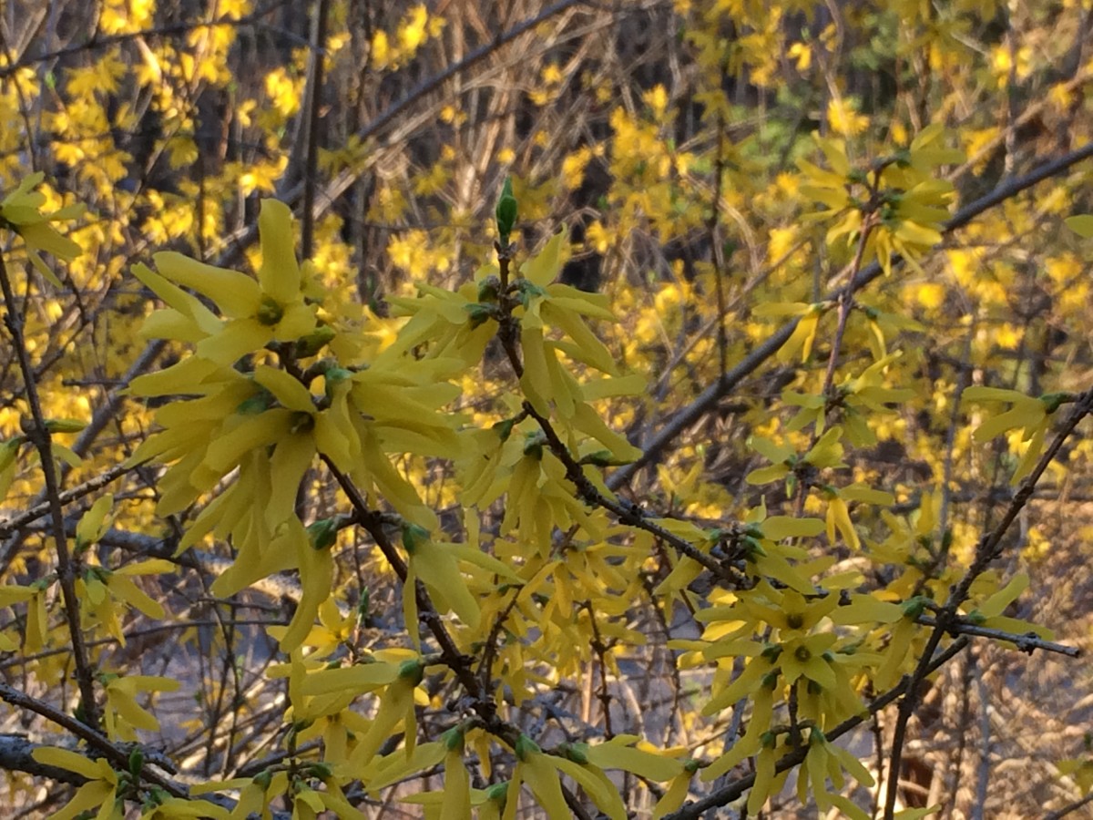 This forsythia plant boasts hundreds of tiny yellow flowers.