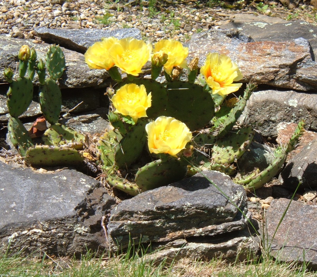 This blooming cactus is thriving in our New England rock garden.
