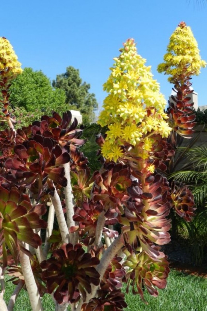 This aeonium is in bloom for the first time.