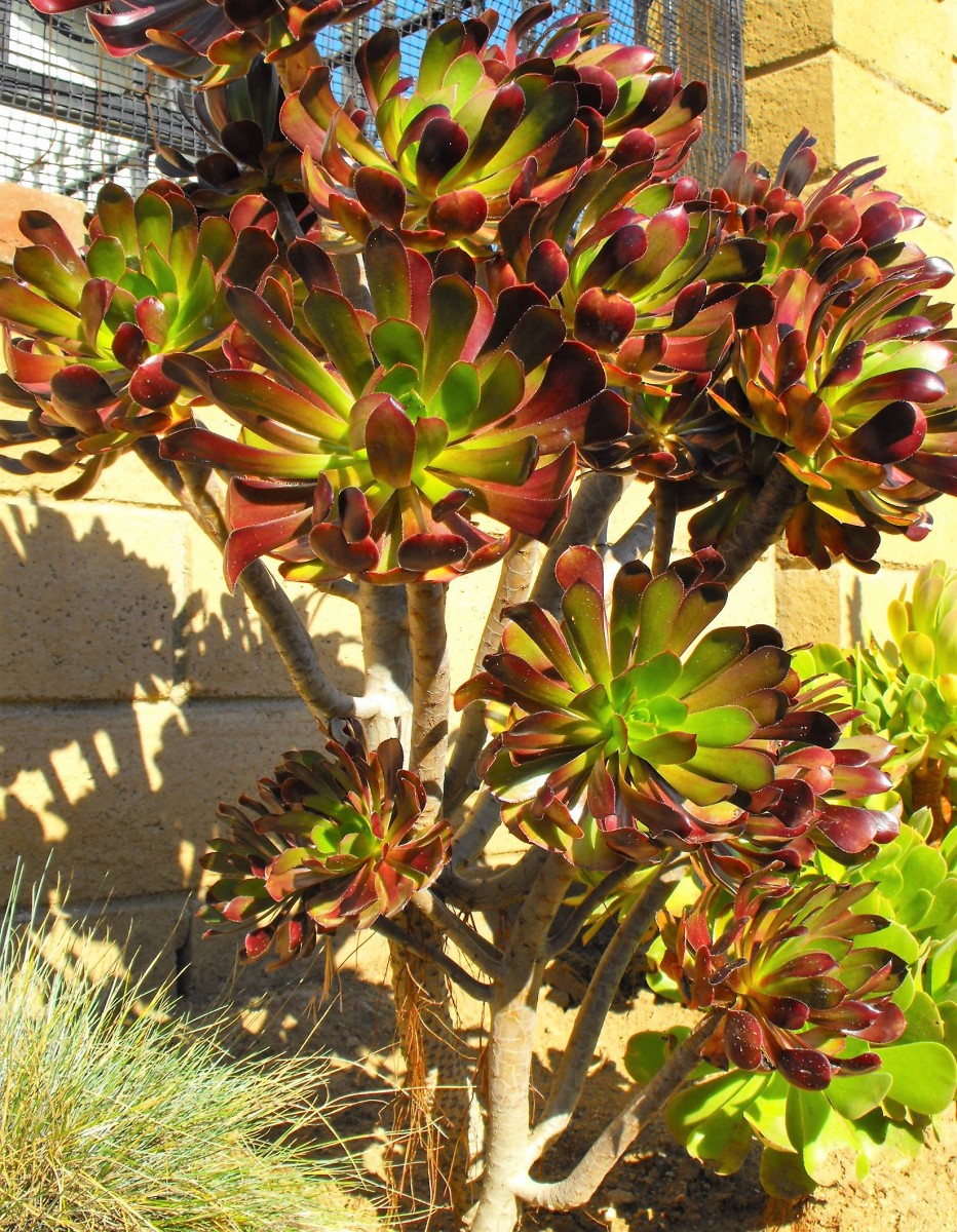 Mother Plant of all aeonium photos on this page.