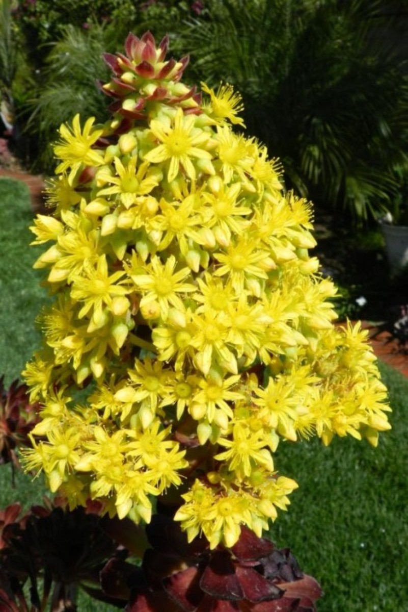A close-up of the yellow blooms.