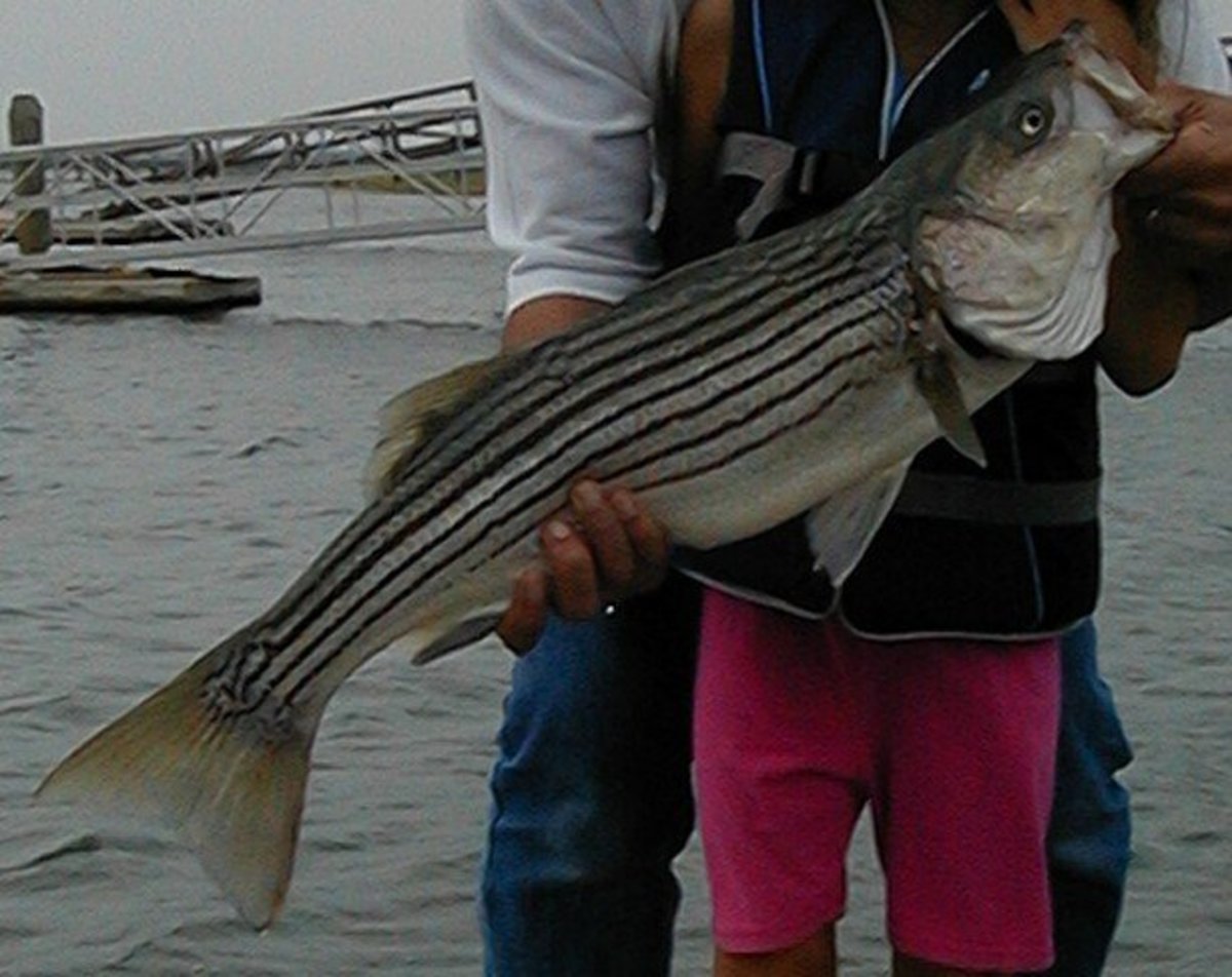 I caught this South River striper by drifting a chunk of herring.
