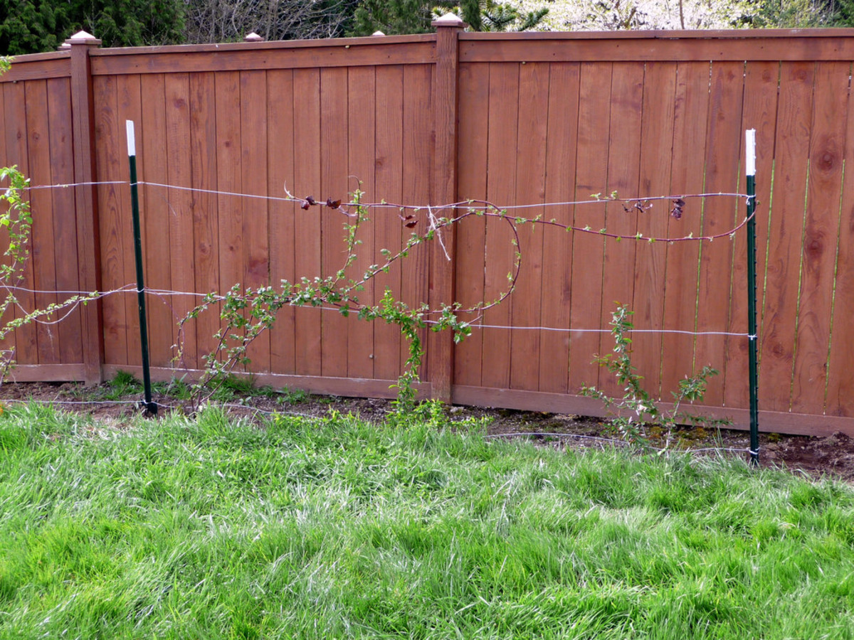 Providing support for your raspberry bushes will not only help them avoid falling over, but it will also make it easier for you to harvest and prune them.
