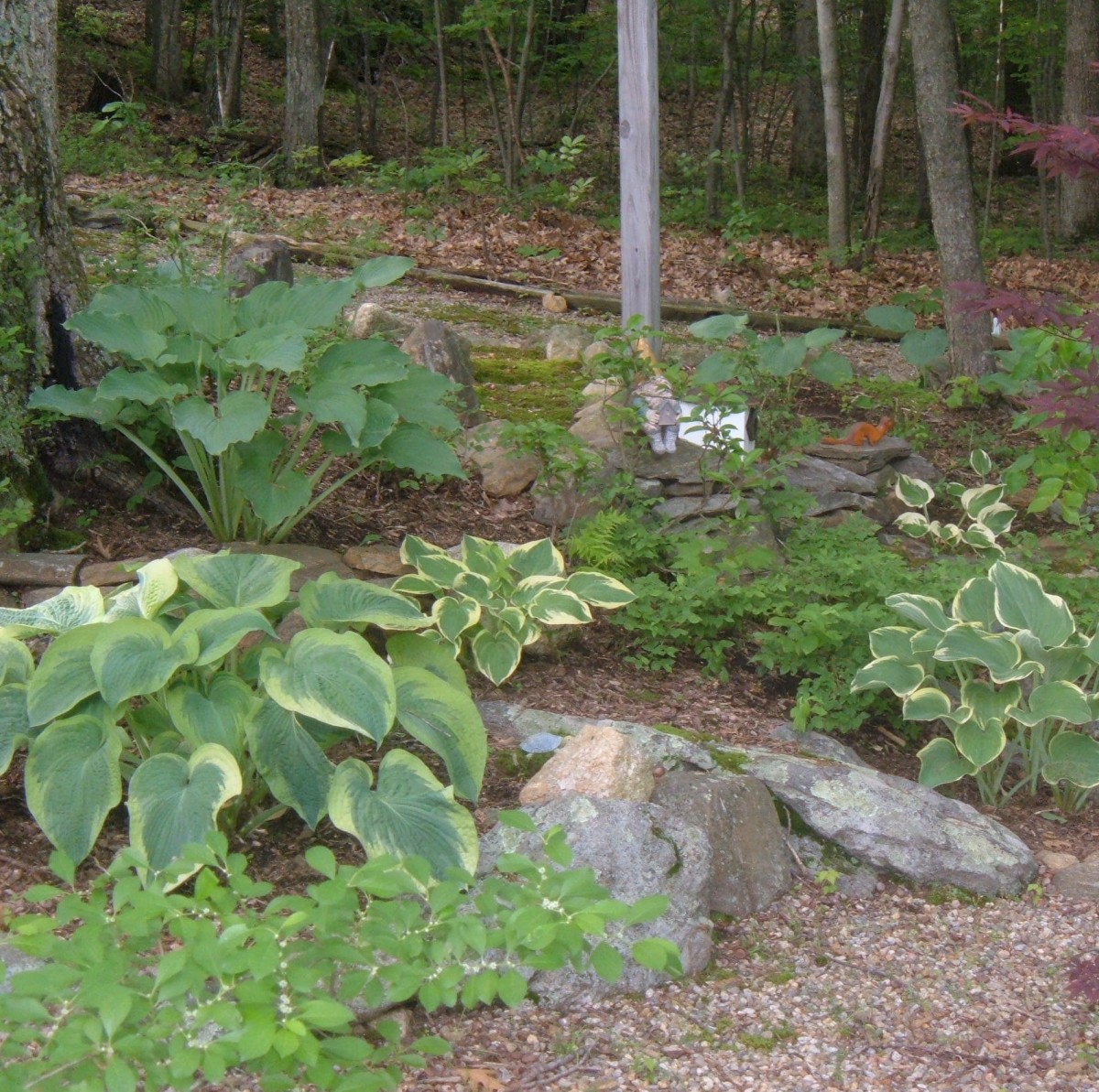 Hostas are good companion plants for rock gardens