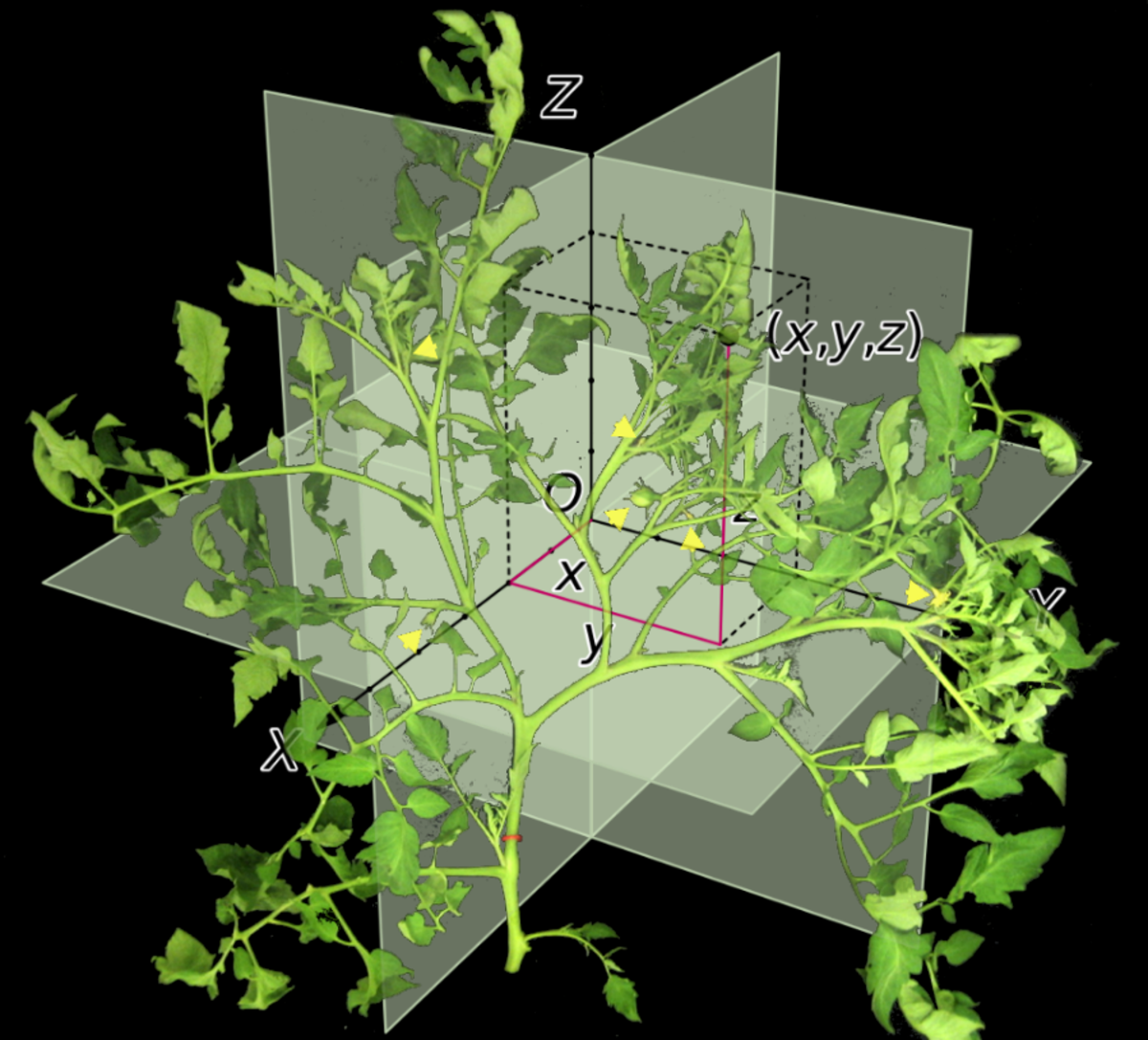 Picture of tomato plant branching in Euclidean space, derived by Robert Kernodle from various open source images. 