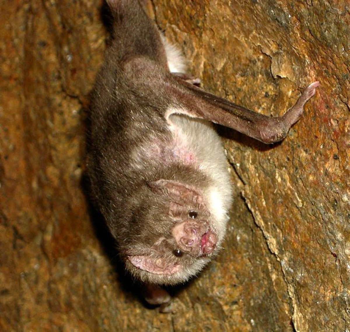 Vampire bats are feared as blood thirsty demons of the night.