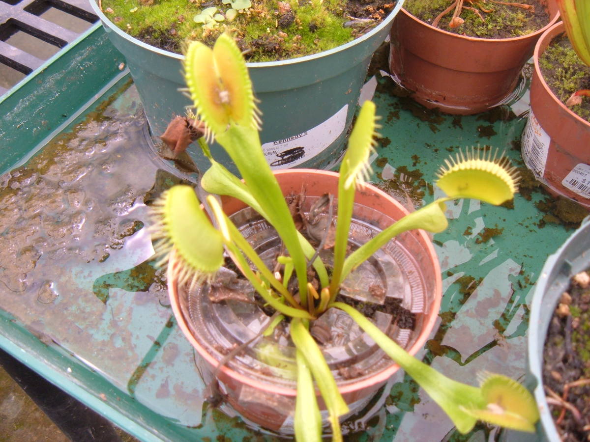 Growing Carnivorous Plants That Eat Bugs