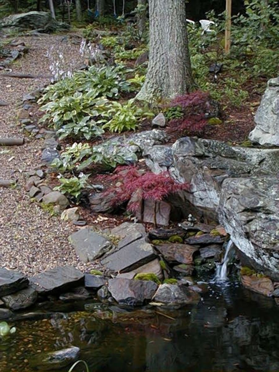 How to Build a Pond around a Tree: A DIY Guide