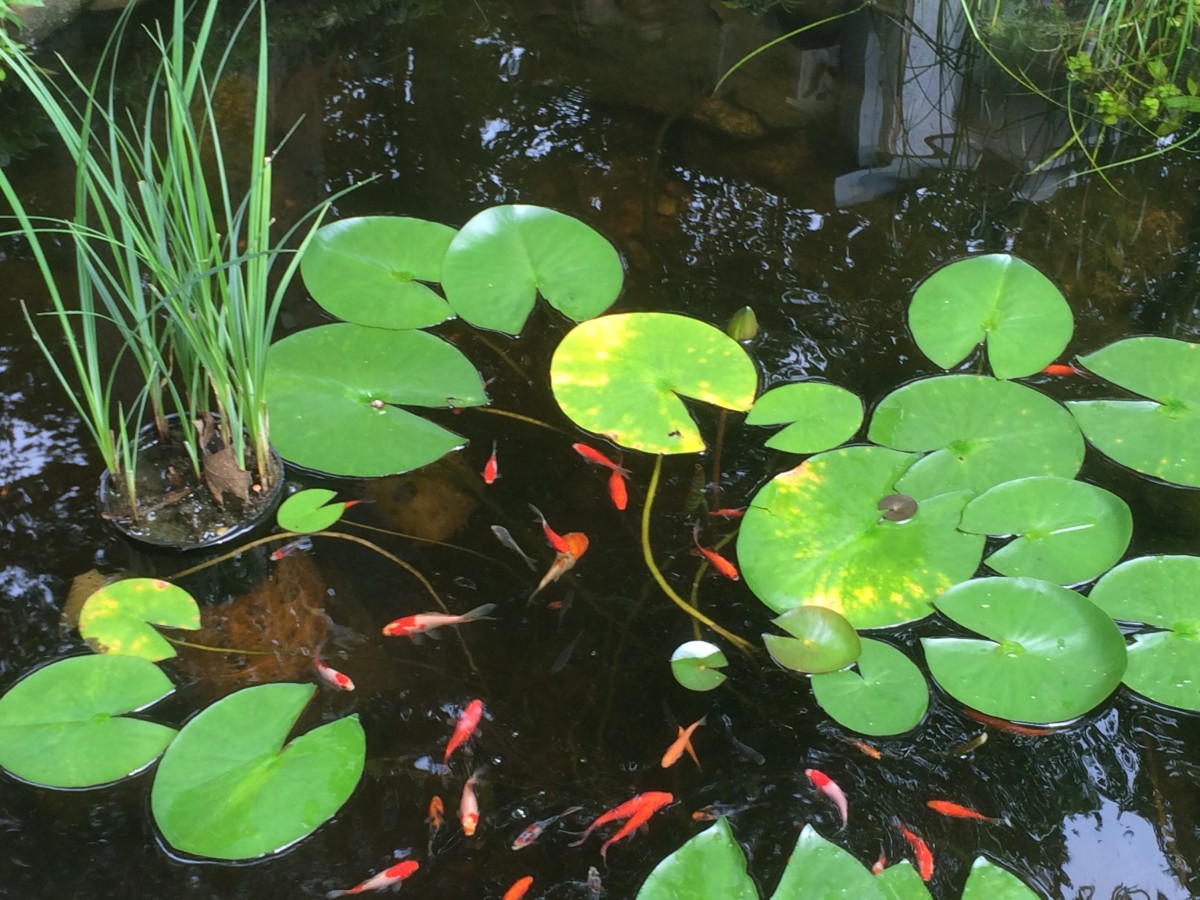 Our pond offers a consistent water source.