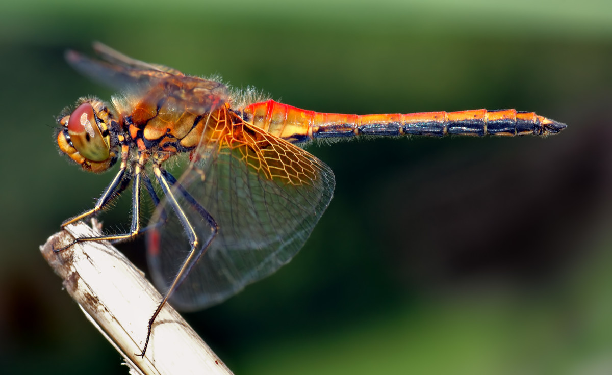 The Yellow Winged Darter is a fearsome bug predator