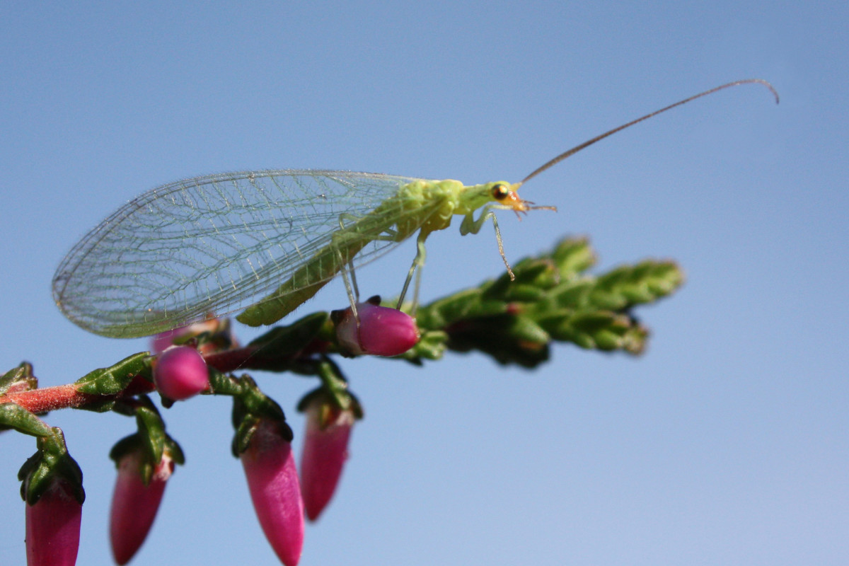 Green Lacewing.