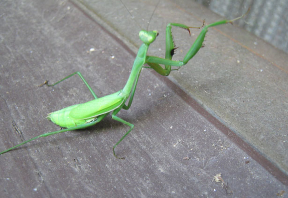 Bad bugs beware! This Praying Mantis is on the hunt.
