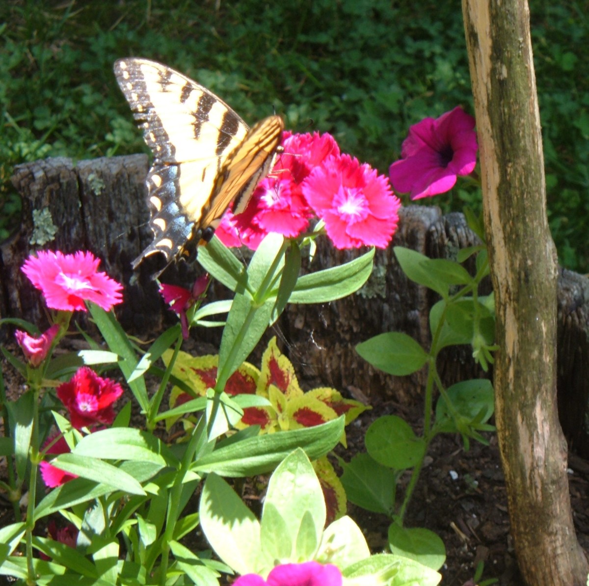 A butterfly in our garden.
